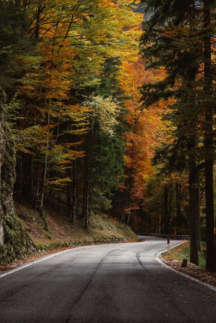 curved road, autumn forest, fall adventure, iphone wallpaper, nature escape, picturesque scenery, phone wallpaper, golden trees, lock screen wallpaper, travel goals, tranquil journey, mobile wallpaper 4k, leaf season, ipad wallpaper, mobile wallpaper, explore outdoors, peaceful trail, beautiful wallpaper, road less traveled, wallpaper, background images, samsung wallpaper, background, 4k, desktop wallpaper, desktop background